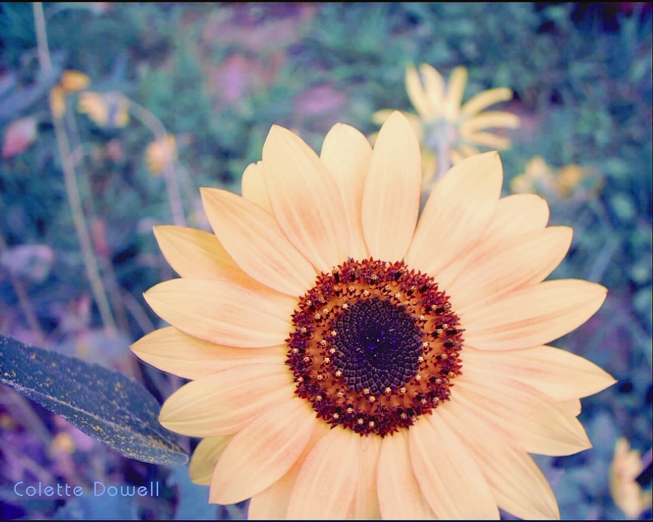 Sunflower Organic Gardening Fertilizer Horse Manure Photograph by Colette Dowell Economic Stimulus Recovery