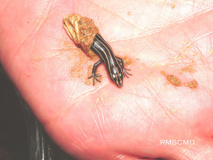 photograph and graphic of baby lizard blue skink egg taken by Colette Dowell in her enclosed swimming pool area