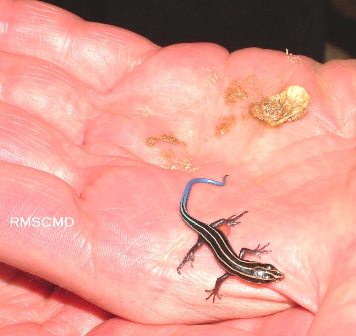 photograph and graphic of baby lizard blue skink egg taken by Colette Dowell in her enclosed swimming pool area