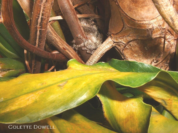 Colette Dowell Tree Frog living inside a glass house 